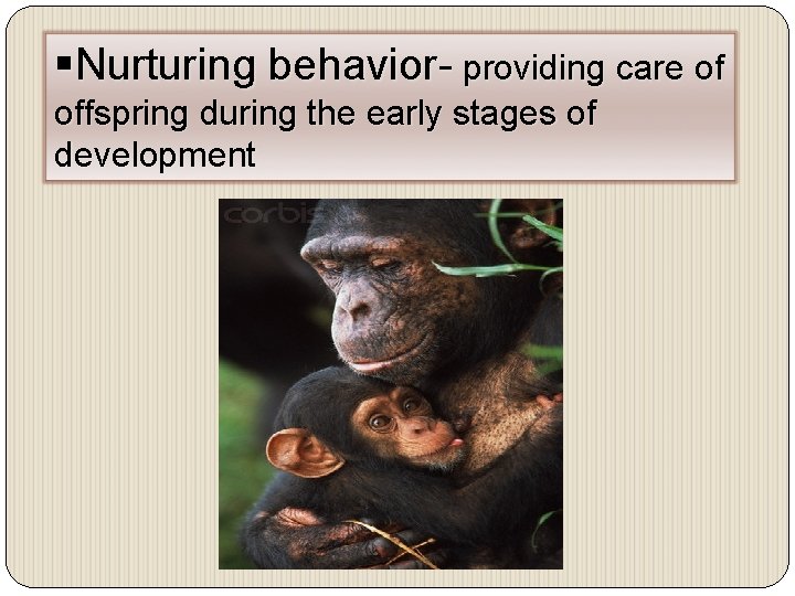 §Nurturing behavior- providing care of offspring during the early stages of development 