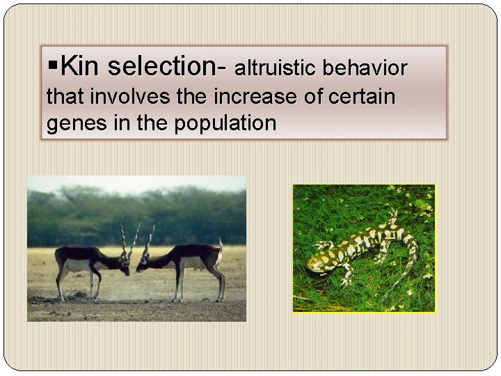 §Kin selection- altruistic behavior that involves the increase of certain genes in the population