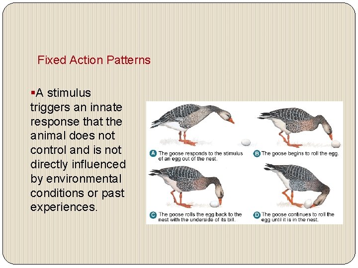 Fixed Action Patterns §A stimulus triggers an innate response that the animal does not