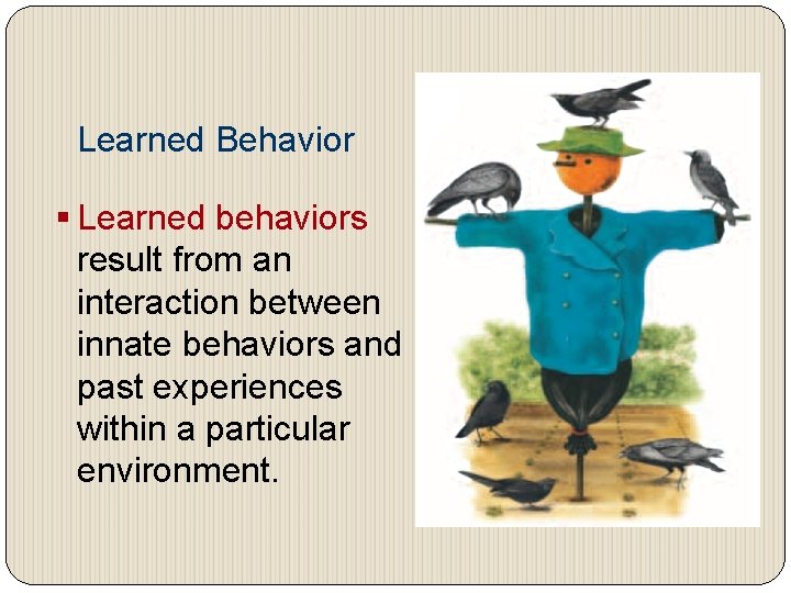 Learned Behavior § Learned behaviors result from an interaction between innate behaviors and past