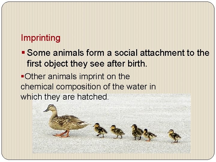Imprinting § Some animals form a social attachment to the first object they see