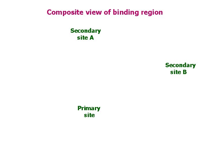 Composite view of binding region Secondary site A Secondary site B Primary site 