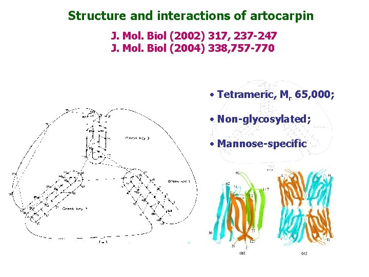 Structure and interactions of artocarpin J. Mol. Biol (2002) 317, 237 -247 J. Mol.