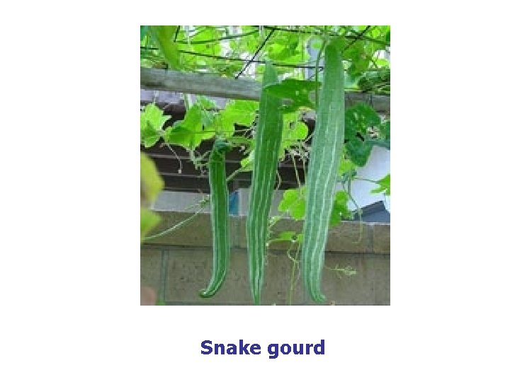 Snake gourd 