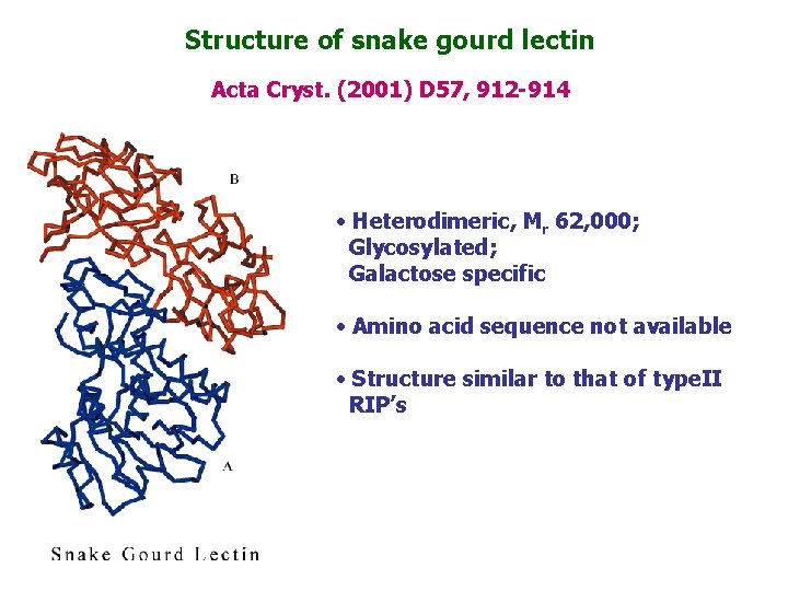 Structure of snake gourd lectin Acta Cryst. (2001) D 57, 912 -914 • Heterodimeric,