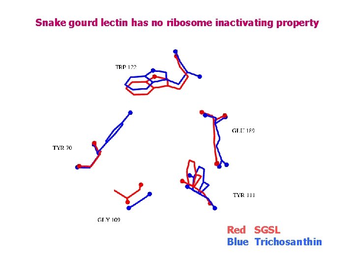 Snake gourd lectin has no ribosome inactivating property Red SGSL Blue Trichosanthin 