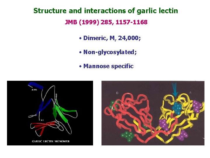 Structure and interactions of garlic lectin JMB (1999) 285, 1157 -1168 • Dimeric, Mr