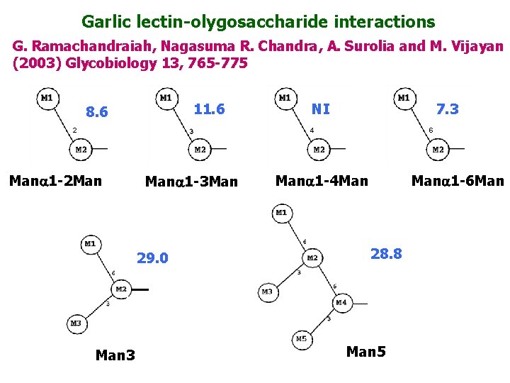 Garlic lectin-olygosaccharide interactions G. Ramachandraiah, Nagasuma R. Chandra, A. Surolia and M. Vijayan (2003)