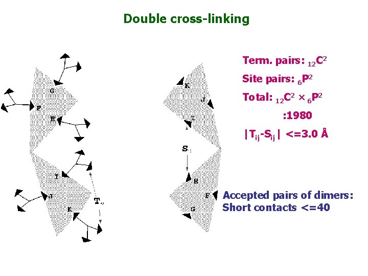 Double cross-linking Term. pairs: 12 C 2 Site pairs: 6 P 2 Total: 12