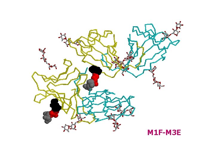 M 1 F-M 3 E 