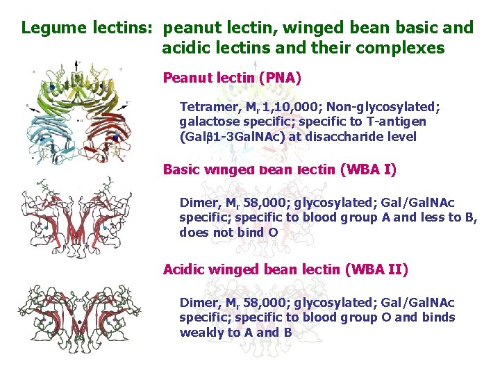 Legume lectins: peanut lectin, winged bean basic and acidic lectins and their complexes Peanut