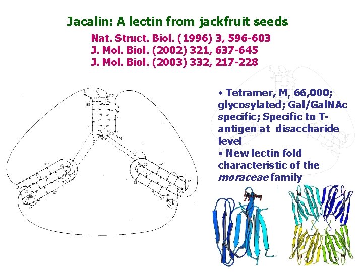 Jacalin: A lectin from jackfruit seeds Nat. Struct. Biol. (1996) 3, 596 -603 J.