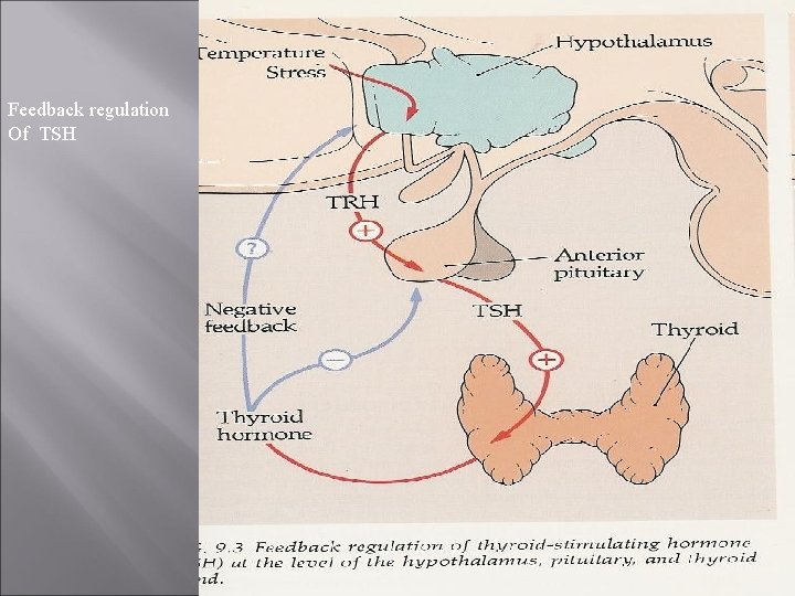 Feedback regulation Of TSH 