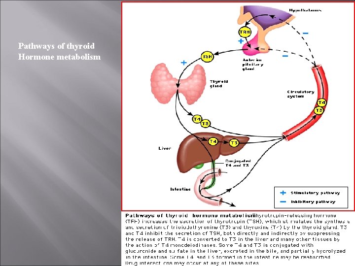 Pathways of thyroid Hormone metabolism 