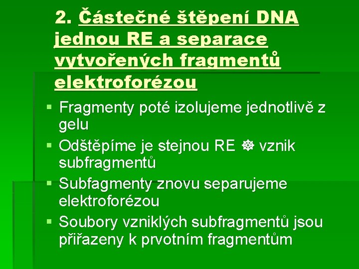 2. Částečné štěpení DNA jednou RE a separace vytvořených fragmentů elektroforézou § Fragmenty poté