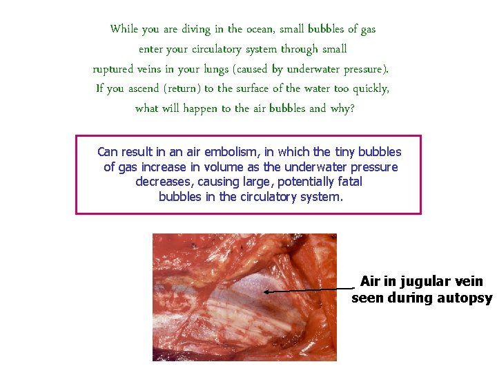 While you are diving in the ocean, small bubbles of gas enter your circulatory