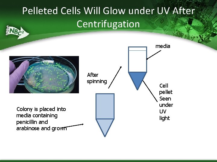 Pelleted Cells Will Glow under UV After Centrifugation media After spinning Colony is placed