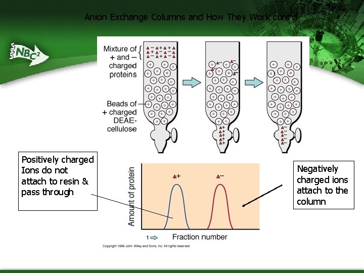 Anion Exchange Columns and How They Work cont’d Positively charged Ions do not attach