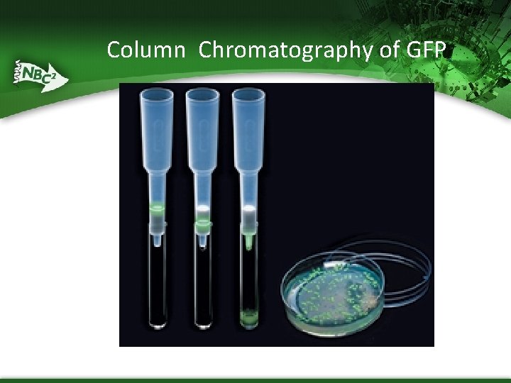 Column Chromatography of GFP 