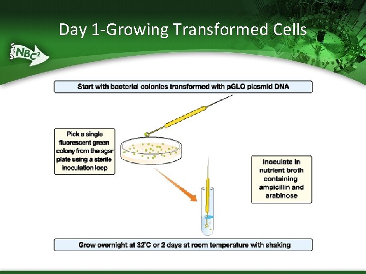 Day 1 -Growing Transformed Cells 1 