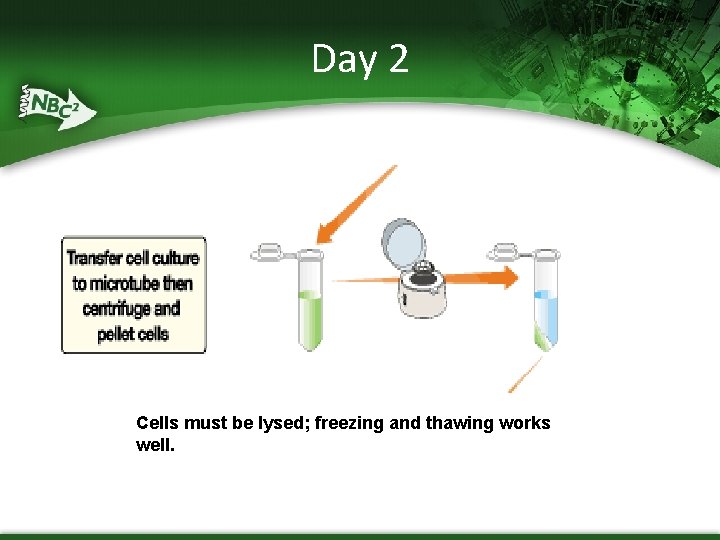 Day 2 Cells must be lysed; freezing and thawing works well. 