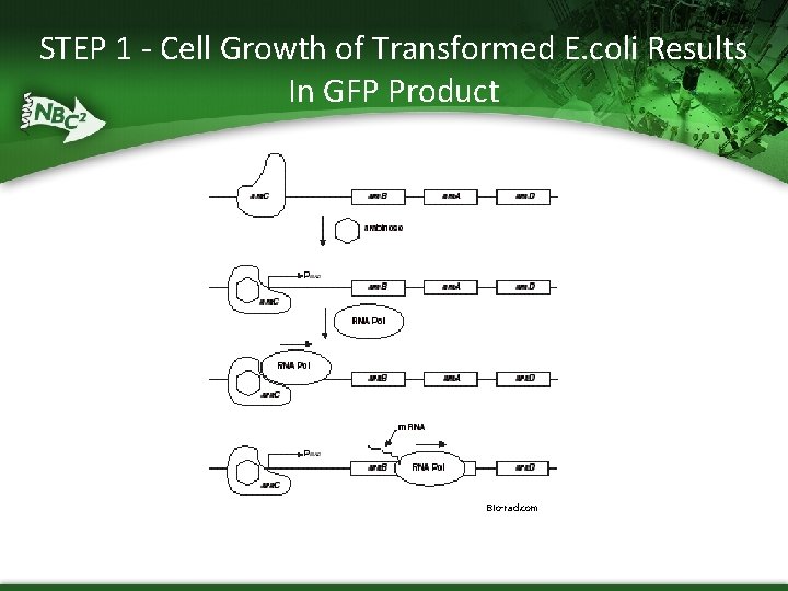 STEP 1 - Cell Growth of Transformed E. coli Results In GFP Product Bio-rad.