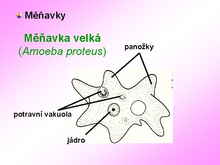 Měňavky Měňavka velká (Amoeba proteus) potravní vakuola jádro panožky 