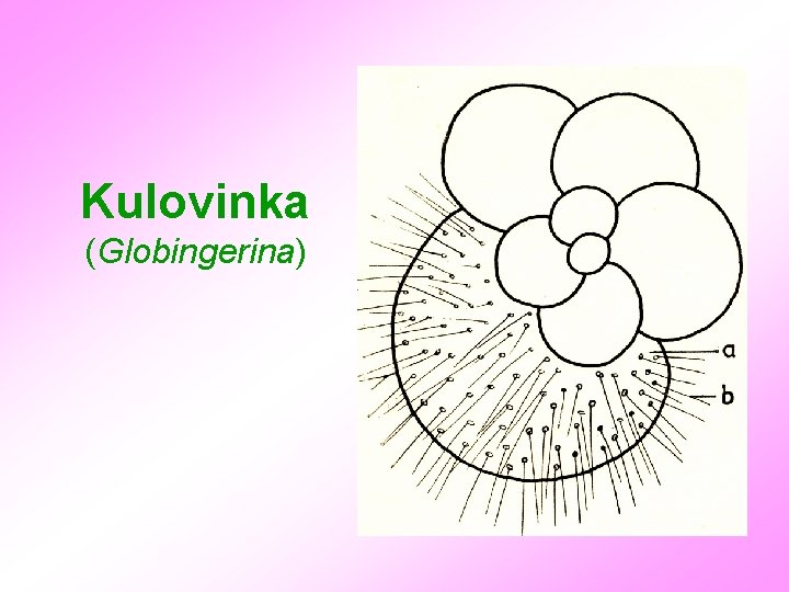 Kulovinka (Globingerina) 