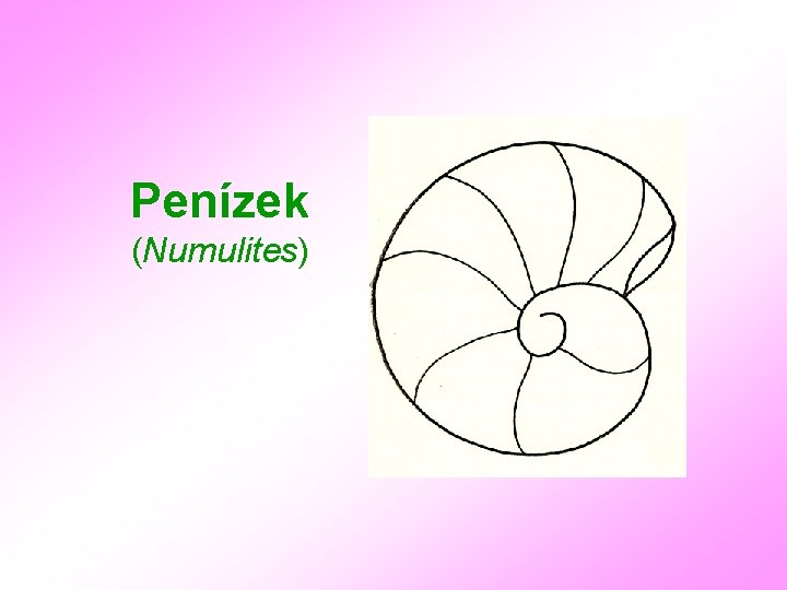 Penízek (Numulites) 