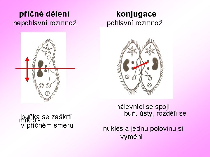 příčné dělení konjugace nepohlavní rozmnož. buňka- se zaškrtí mikro v příčném směru nálevníci se