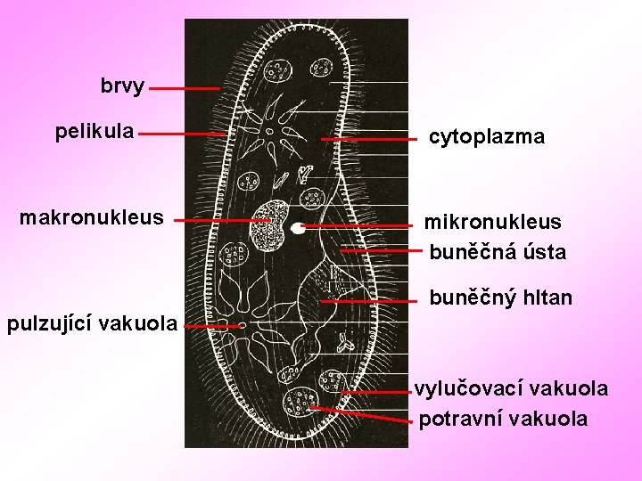 brvy pelikula makronukleus cytoplazma mikronukleus buněčná ústa buněčný hltan pulzující vakuola vylučovací vakuola potravní