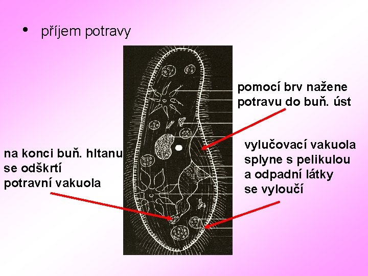  • příjem potravy pomocí brv nažene potravu do buň. úst na konci buň.