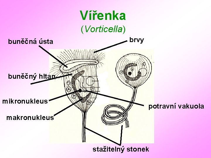 Vířenka (Vorticella) buněčná ústa brvy buněčný hltan mikronukleus potravní vakuola makronukleus stažitelný stonek 