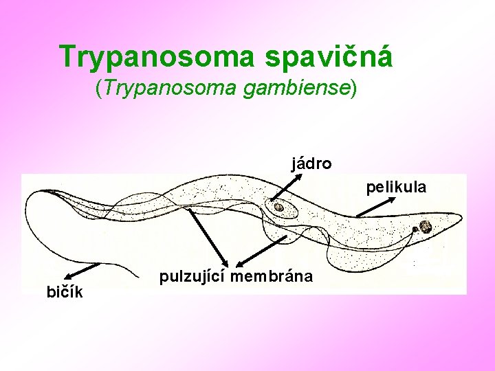 Trypanosoma spavičná (Trypanosoma gambiense) jádro pelikula bičík pulzující membrána 