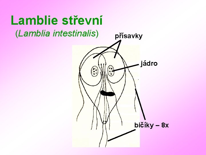 Lamblie střevní (Lamblia intestinalis) přísavky jádro bičíky – 8 x 