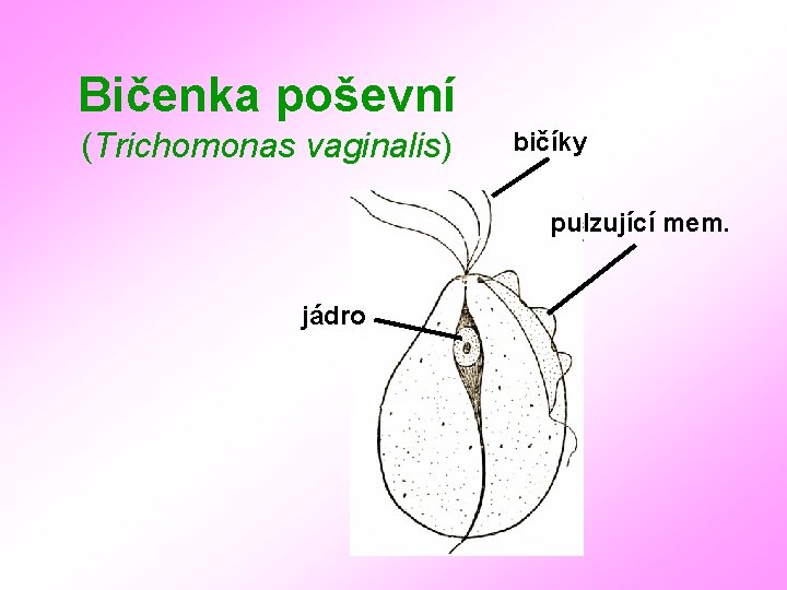 Bičenka poševní (Trichomonas vaginalis) bičíky pulzující mem. jádro 