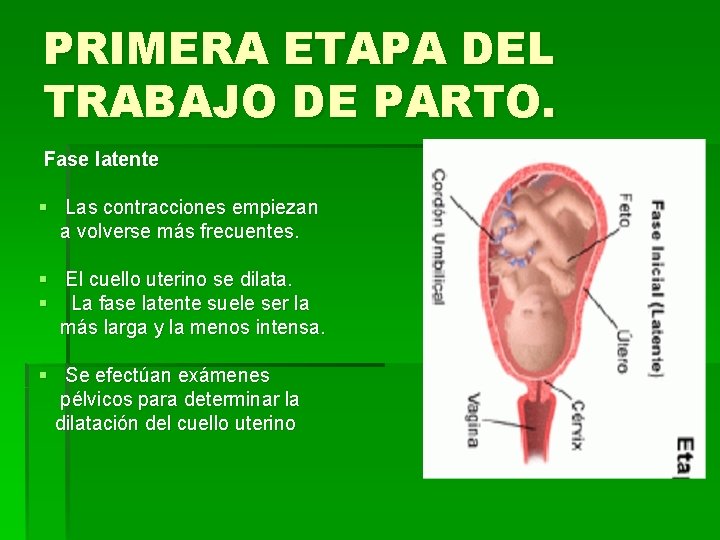 PRIMERA ETAPA DEL TRABAJO DE PARTO. Fase latente § Las contracciones empiezan a volverse