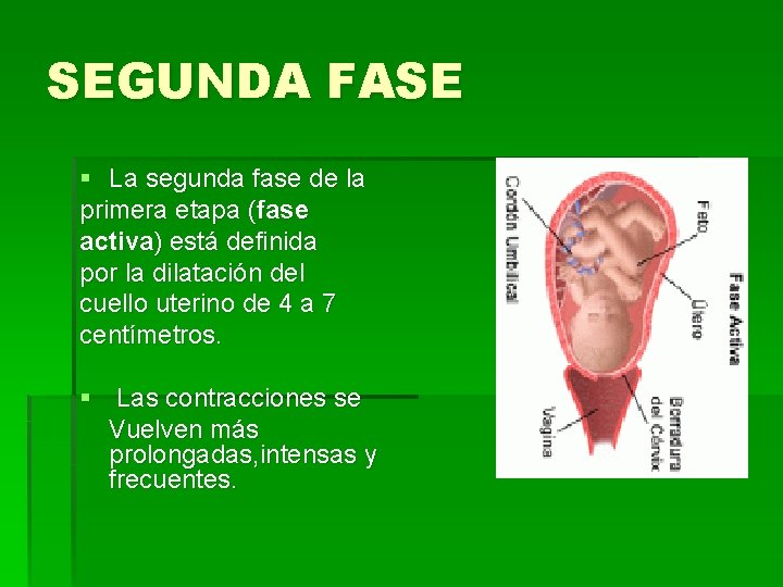SEGUNDA FASE § La segunda fase de la primera etapa (fase activa) está definida