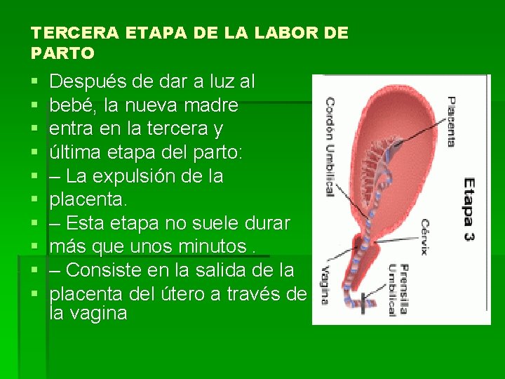 TERCERA ETAPA DE LA LABOR DE PARTO § § § § § Después de