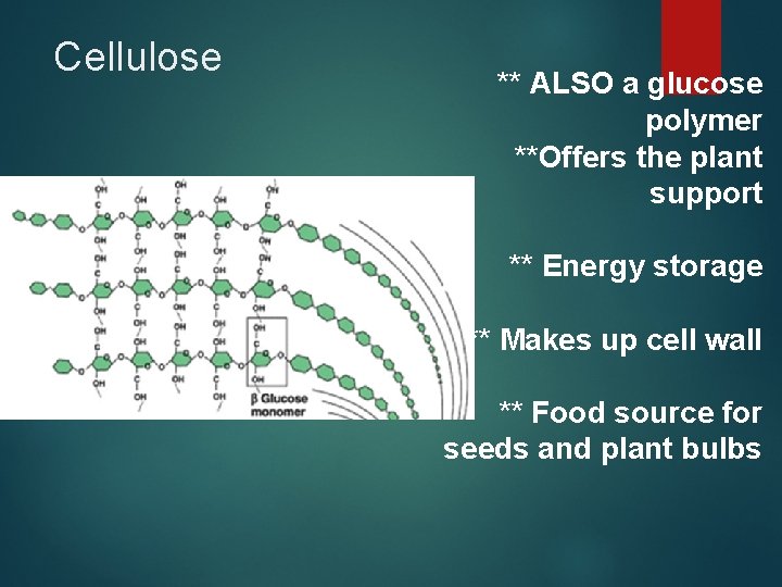 Cellulose ** ALSO a glucose polymer **Offers the plant support ** Energy storage **