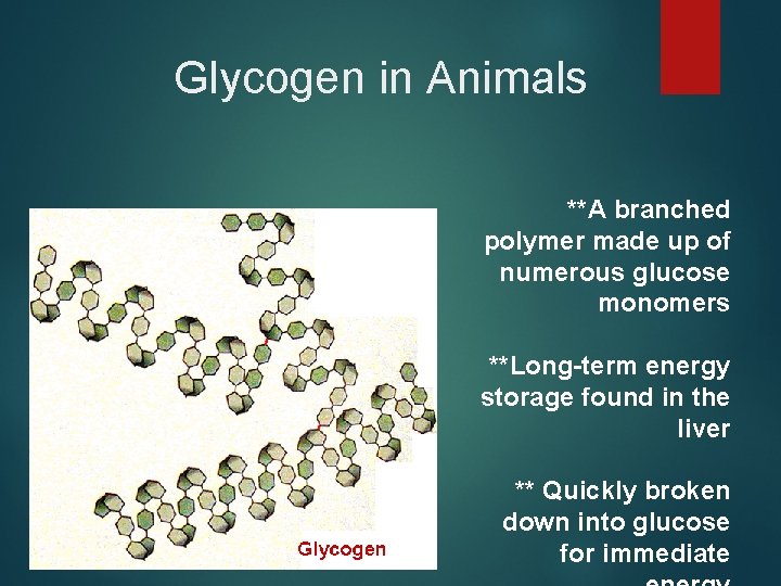 Glycogen in Animals **A branched polymer made up of numerous glucose monomers **Long-term energy