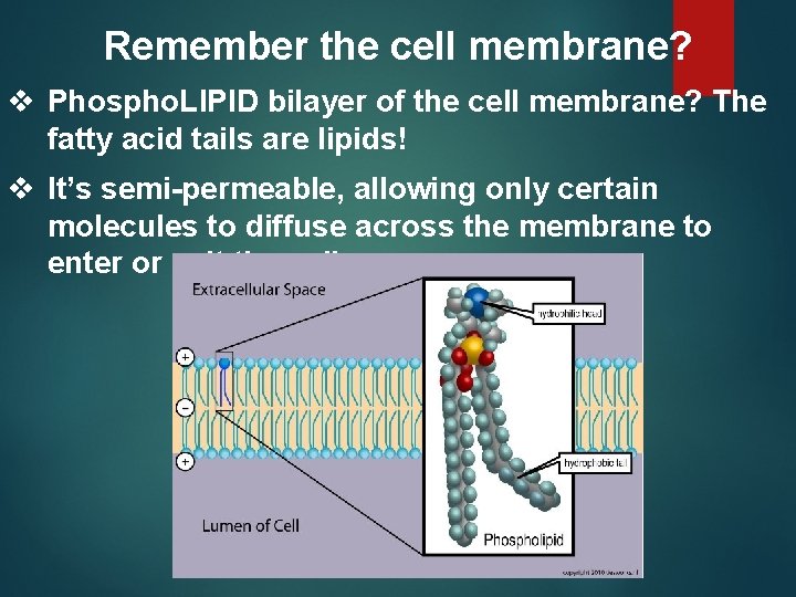 Remember the cell membrane? v Phospho. LIPID bilayer of the cell membrane? The fatty