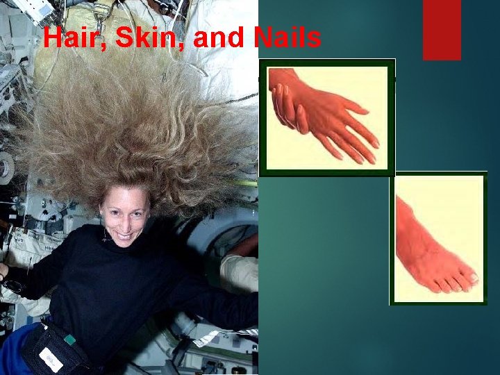 Hair, Skin, and Nails 