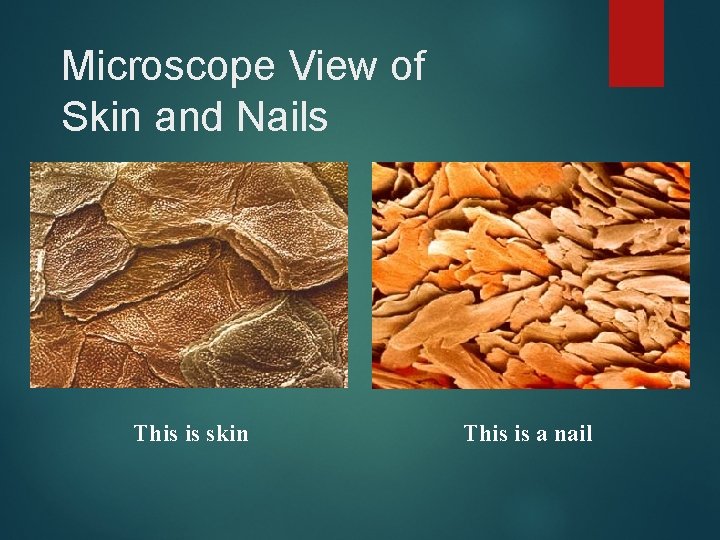 Microscope View of Skin and Nails This is skin This is a nail 