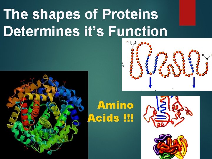 The shapes of Proteins Determines it’s Function Amino Acids !!! 