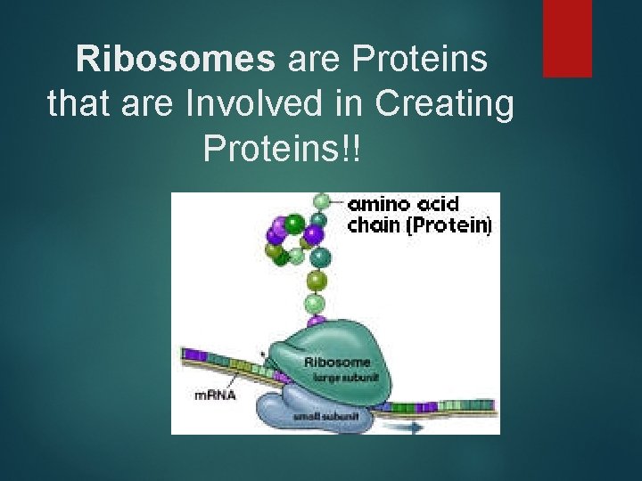 Ribosomes are Proteins that are Involved in Creating Proteins!! 