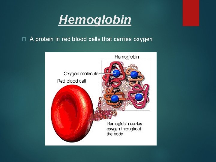 Hemoglobin � A protein in red blood cells that carries oxygen 