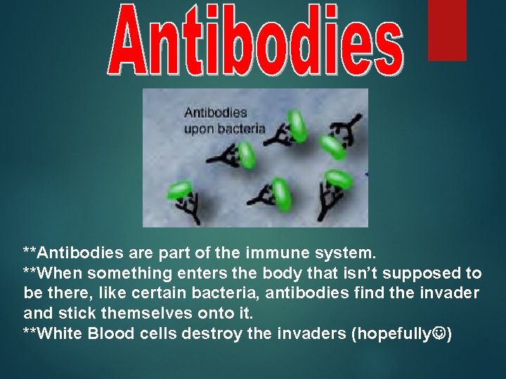 **Antibodies are part of the immune system. **When something enters the body that isn’t