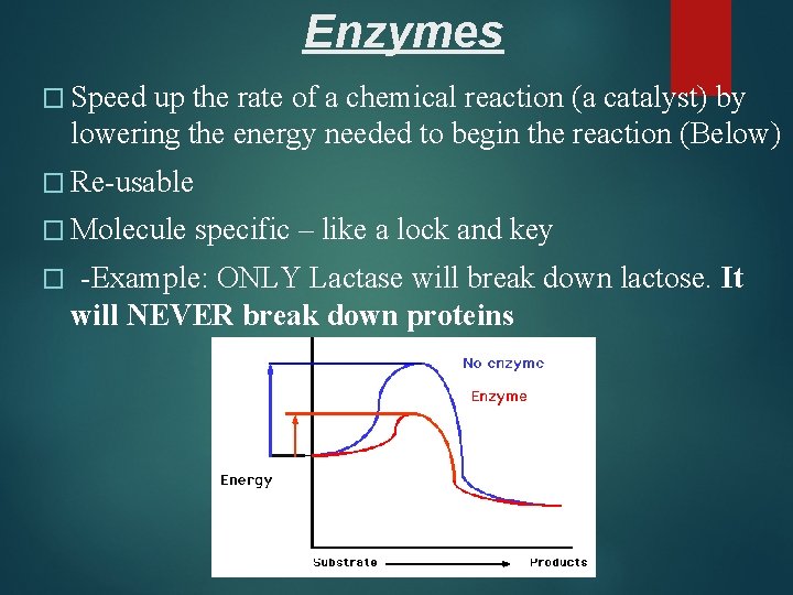 Enzymes � Speed up the rate of a chemical reaction (a catalyst) by lowering