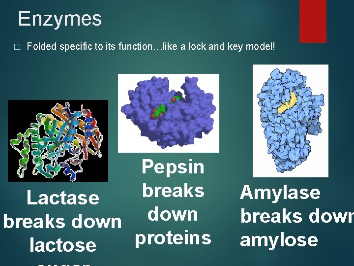 Enzymes � Folded specific to its function…like a lock and key model! Pepsin breaks